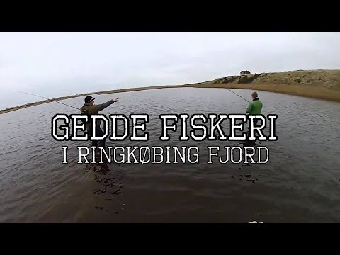 Gedde Fiskeri i Ringkøbing Fjord # Waders, Spin og Deadbait