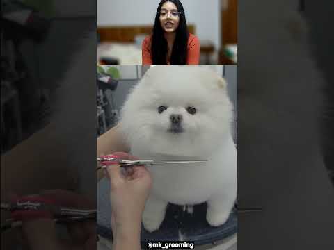 No Reconocí a Mi Perro Después de Este Corte 😱