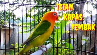 Download lagu Love Bird Ngekek Panjang Kasar Isian Kapas Tembak,,,,Pemancing mp3