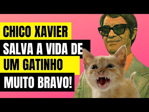 CHICO XAVIER E O GATO SELVAGEM | Chico Xavier e os Animais