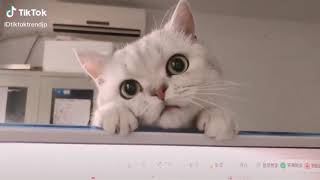 【Cute Animals】癒やされたいときに見てほしい可愛い動物たち【超かわいい】