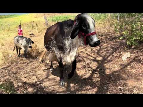 Fazenda preferida varjota Ceará 88 99747-5770