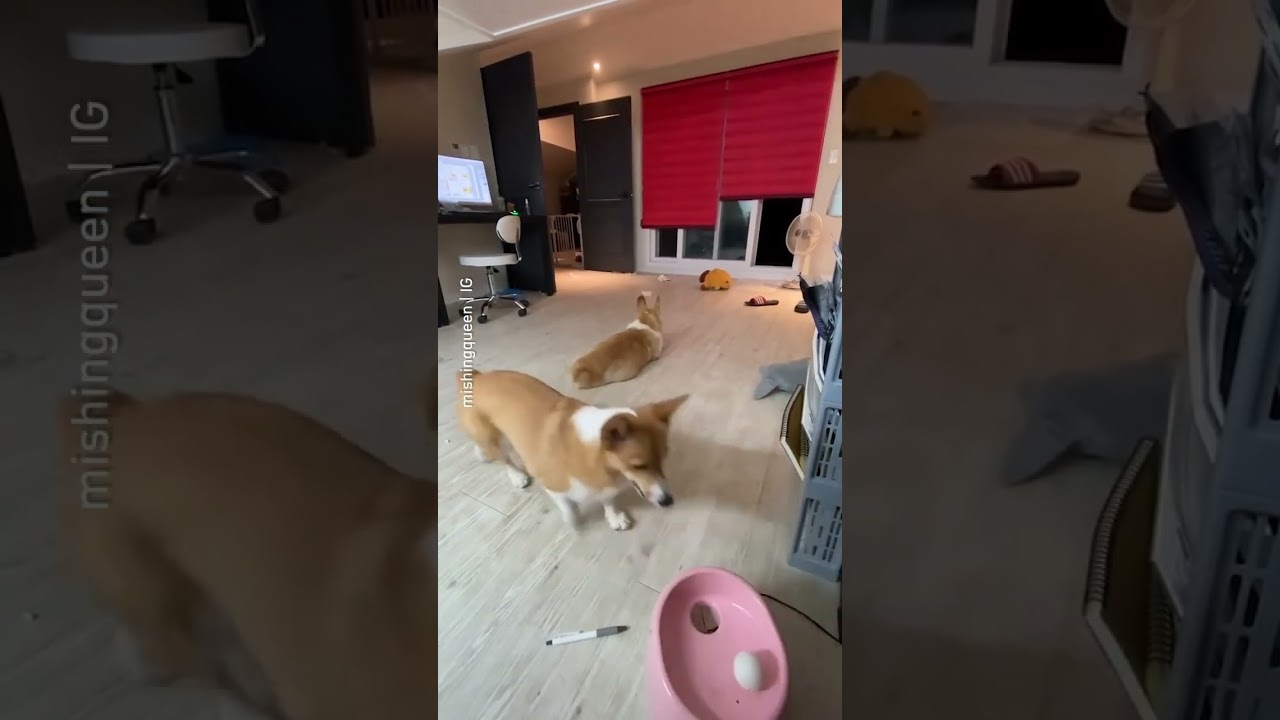 Just two corgis minding their own businesses !#barked #dog #doggo #Corgi #9gag