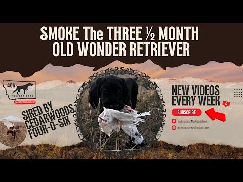 Pudelpointer Puppy Training Hunt | 3.5-Month-Old Smoke Sired by Cedarwoods Four-O-Six