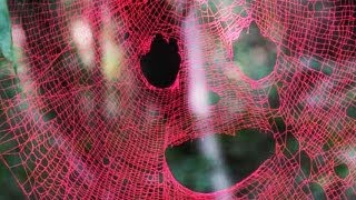 Pink Spider Web?  -- BiDiPi #28