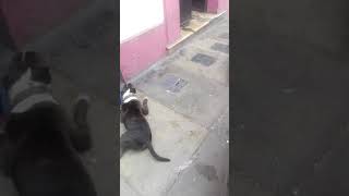 Pelea de pitbull american bully vs bull terrier