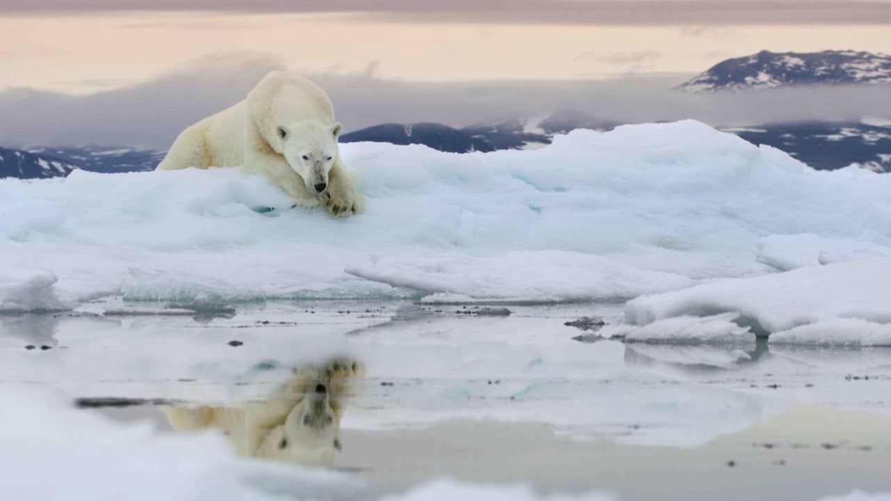 Frozen Planet II | Official Trailer | New Attenborough Series | BBC Studios - YouTube