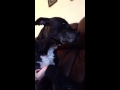 Dash You WILL Tickle My Tummy Until I Decide When You Can