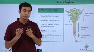 Class 11th – Root – Regions | Morphology of Flowering Plants | Tutorials Point