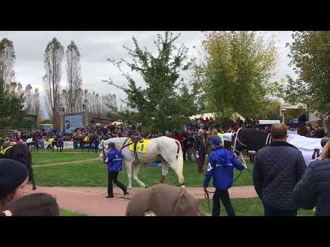 Velká Pardubická 2017 promenáda koní