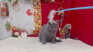 ブリティッシュショートヘアの動画02