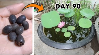 How to Grow Lotus From Seeds At Home