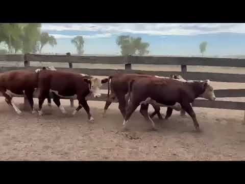 Novillitos en Sachayoj, Santiago del Estero.