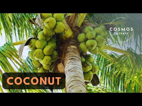 Coconut Trees | Nature’s Gift to Humanity | A Short Documentary"
