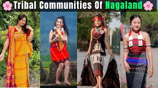 🌿 Beautiful Tribal Communities of Nagaland | Culture, Traditions & Lifestyle 🏞️ | #nagaland