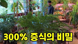 고사리 증식의 방법은 따로 있습니다! (먹는 고사리 아님 주의)