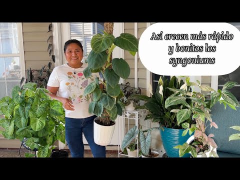 Syngoniums grow faster and are very beautiful this way.