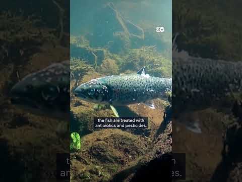 Norway's Salmon Crisis | Dw Documentary