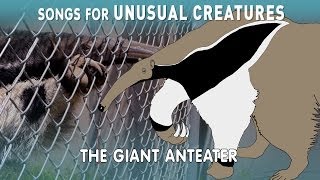 Giant Anteater | Songs for Unusual Creatures | PBS Digital Studios