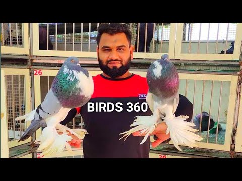 top 10 most beautiful pouter pigeons in the world | pouter pigeon loft - breeding pouter pigeon