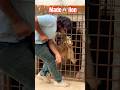 Made Lion Attack Wildliferescue Bigcats Liontiger Wildlifeentertainment Wildcats