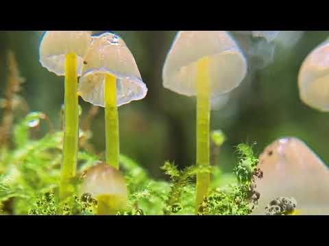 Guess Who by Neida (NZA001)