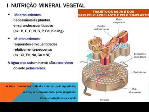Fisiologia de Angiospermas