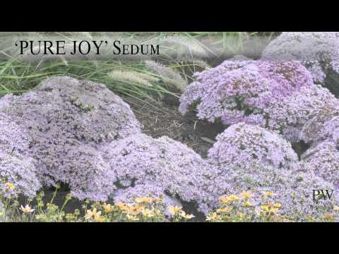 Pure Joy Sedum | Compact, Fall-Blooming Perennial by Proven Winners®
