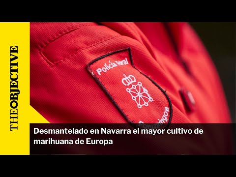 Desmantelado en Navarra el mayor cultivo de marihuana de Europa