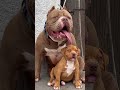 Cachorro Pitbull