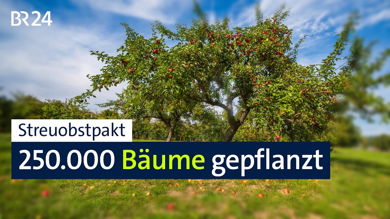 Streuobstwiesen bieten vielen Arten ein Zuhause | BR24
