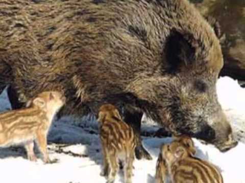 Iubirea de mamă – Mitropolitul Bartolomeu Anania (2001)