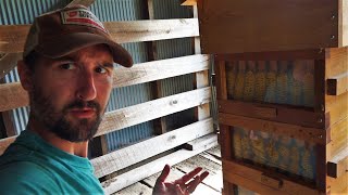 Honey Bee Warre Hive Summer Update 2019 - Something is Wrong!?!