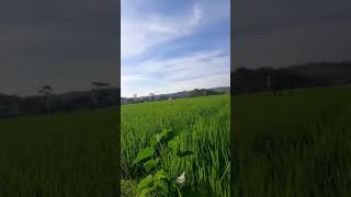 Download lagu REFRESING DULU DI SAWAH | HALU STORY #shorts #storyhalu #storyig #storywa mp3 Download lagu REFRESING DULU DI SAWAH | HALU STORY #shorts #storyhalu #storyig #storywa mp3