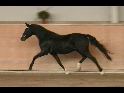 3. Ponyforum Hengsttage ZÖTHENS NEW DANCER v. Nutrix - Nitendo