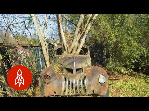 Enter the Forest of Forgotten Cars