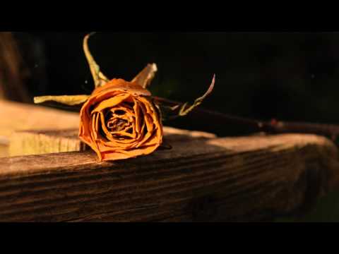 Roses video