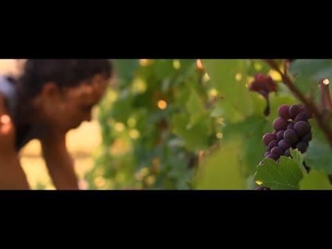 download lagu mp3 mp4 Domaine De Muzy, download mp3 Domaine De Muzy free download, download mp3 Domaine De Muzy