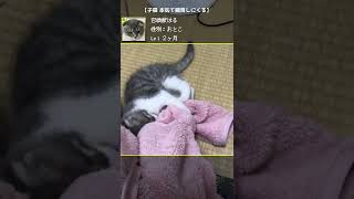 子猫 本気で捕食に来る