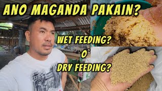 Wet or Dry feeding? Ano maganda pakain sa mga manok?