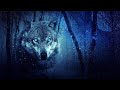 Wolves howling in the night. 8 Hours of wolf sounds