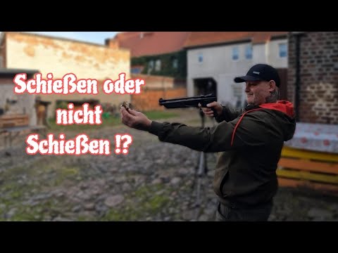 Plinking & precision test with the Crosman 1377 in 5.5 mm