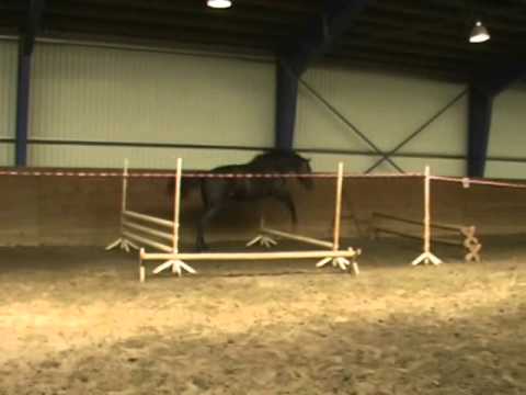 18. by Diamant de Semilly a young stallion at training for license tests.