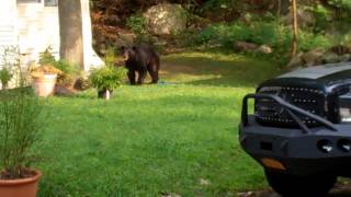 preview picture of video ''Old Bear' roaming the neighborhood 8.21.2011'