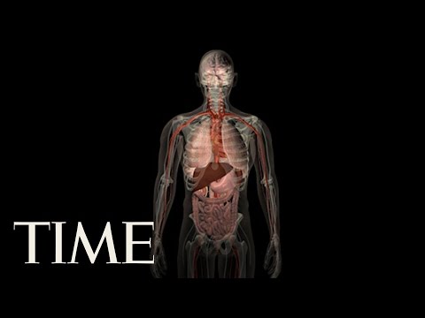 Scientists Discover a New Organ in the Human Body | TIME
