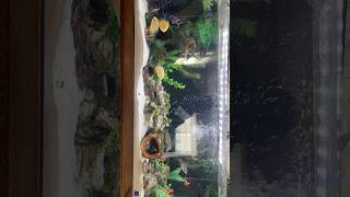 Only 3 of 7 tanks! #aqaurium #fish #fishkeepinghobby #trend #fyp #ha #fishkeeping #fishtank #cichild