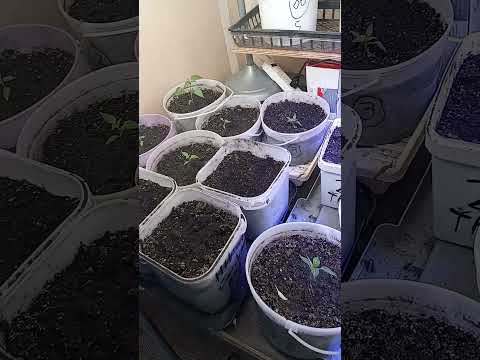 Basement Garden Updates.(Peppers Are Growing)