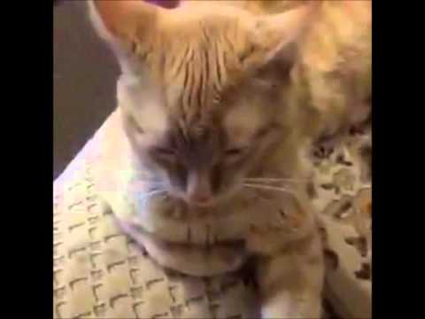 Selena Gomez - Hands To Myself (Cat Version)