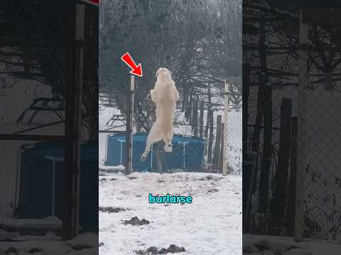 Impresionante agilidad del alabai. #perros #animales #alabai