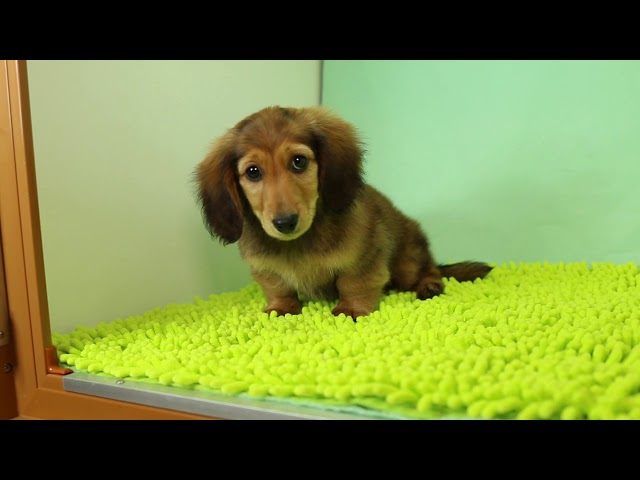 ブリーダー/ショップマロニエケンネル　MARRONNIER KENNELのダックスフンド・ミニチュア・ロングで番号が2875です